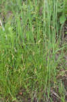 Broom sedge